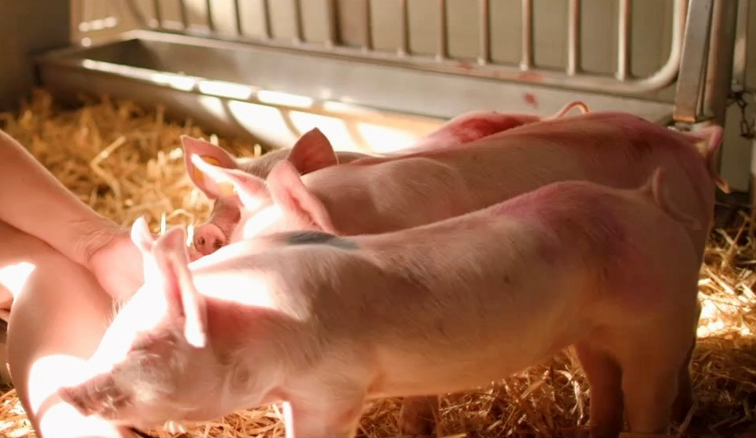Do pigs like cuddles ?